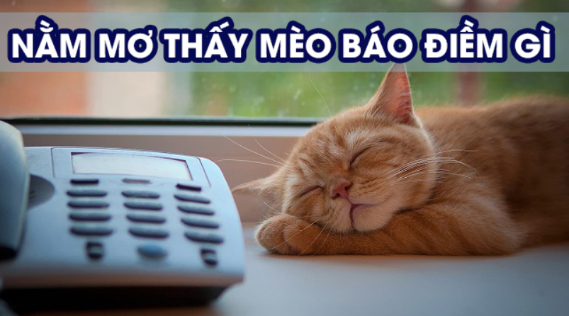 Mèo và ý nghĩa trong văn hóa Đông Tây - tại sao lại mơ thấy mèo